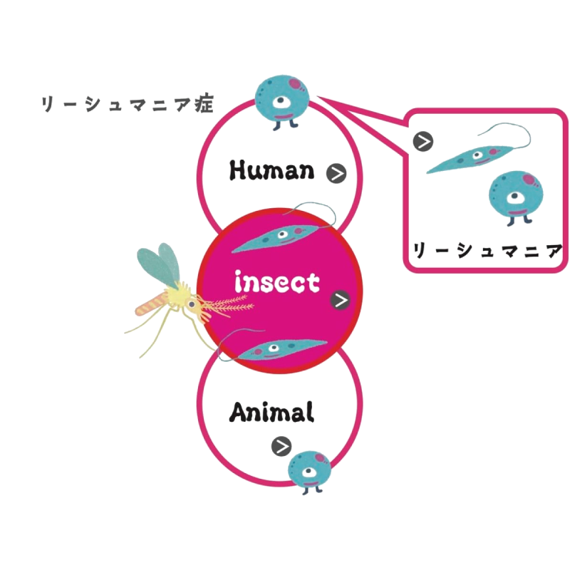 リーシュマニア症　Leishmaniasis　Layşmanyaz