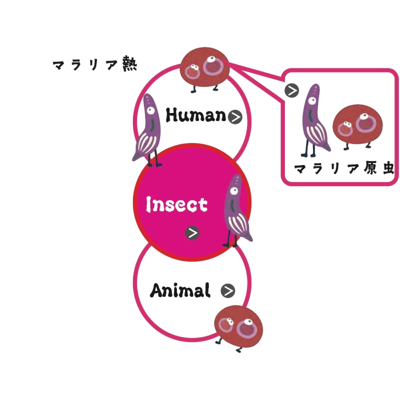 マラリア熱　Malaria　Sıtma