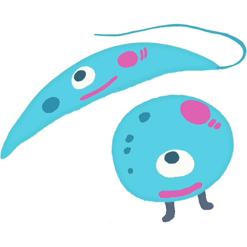 寄生虫　Parasite　Parazit　leishmaniasis